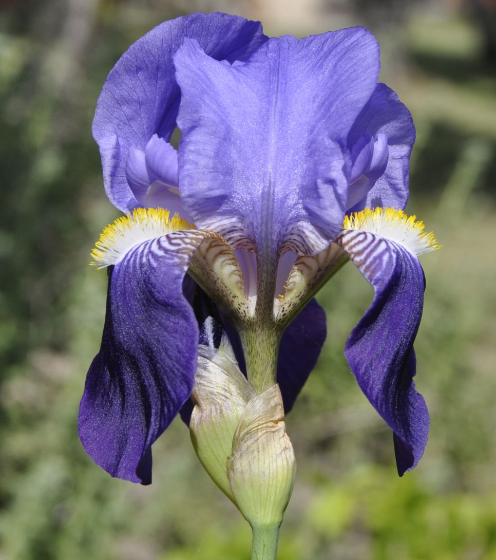 Image of genus Iris specimen.