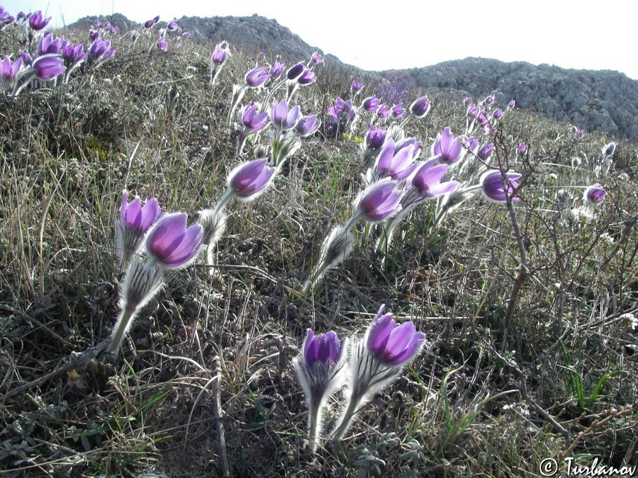 Изображение особи Pulsatilla taurica.