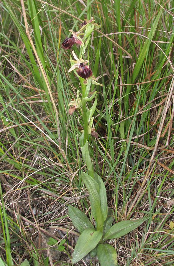 Image of Ophrys mammosa specimen.