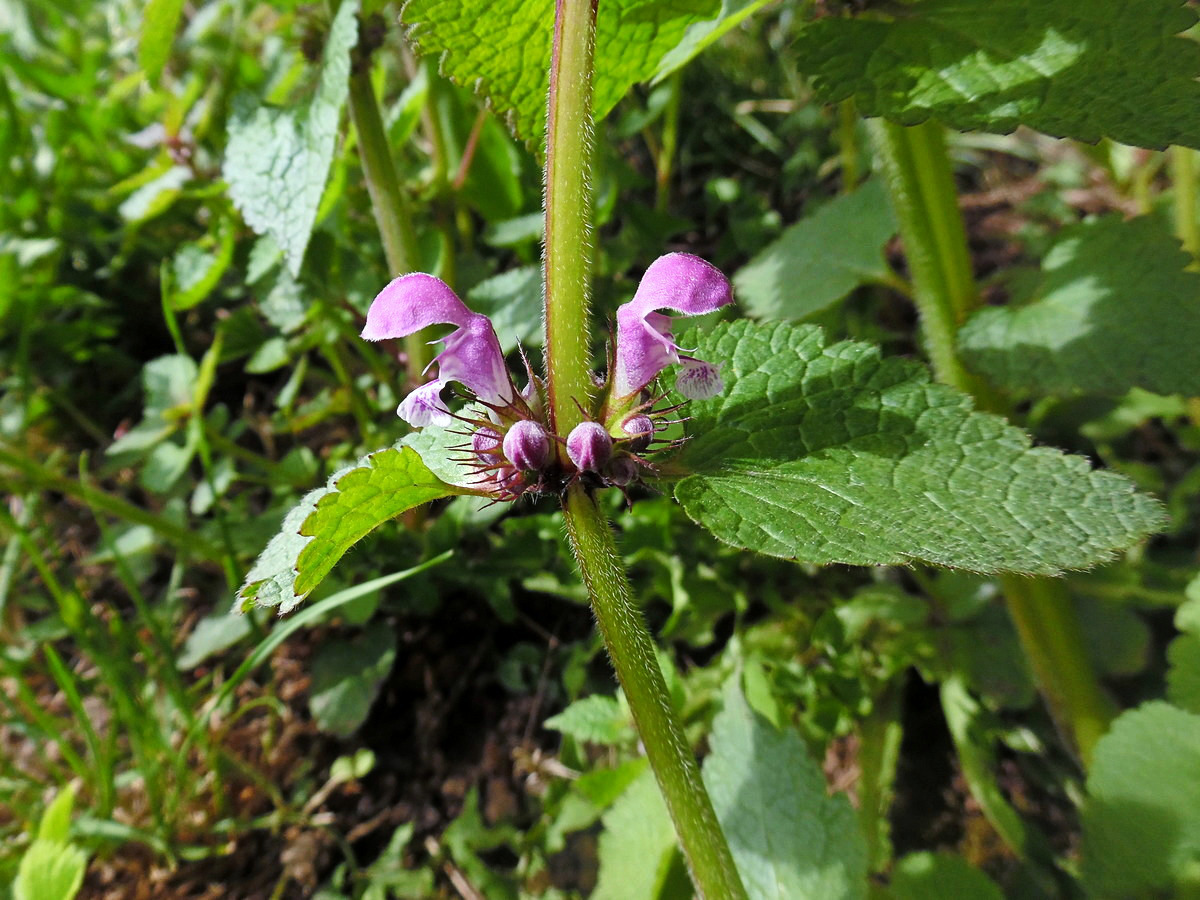 Image of Lamium maculatum specimen.