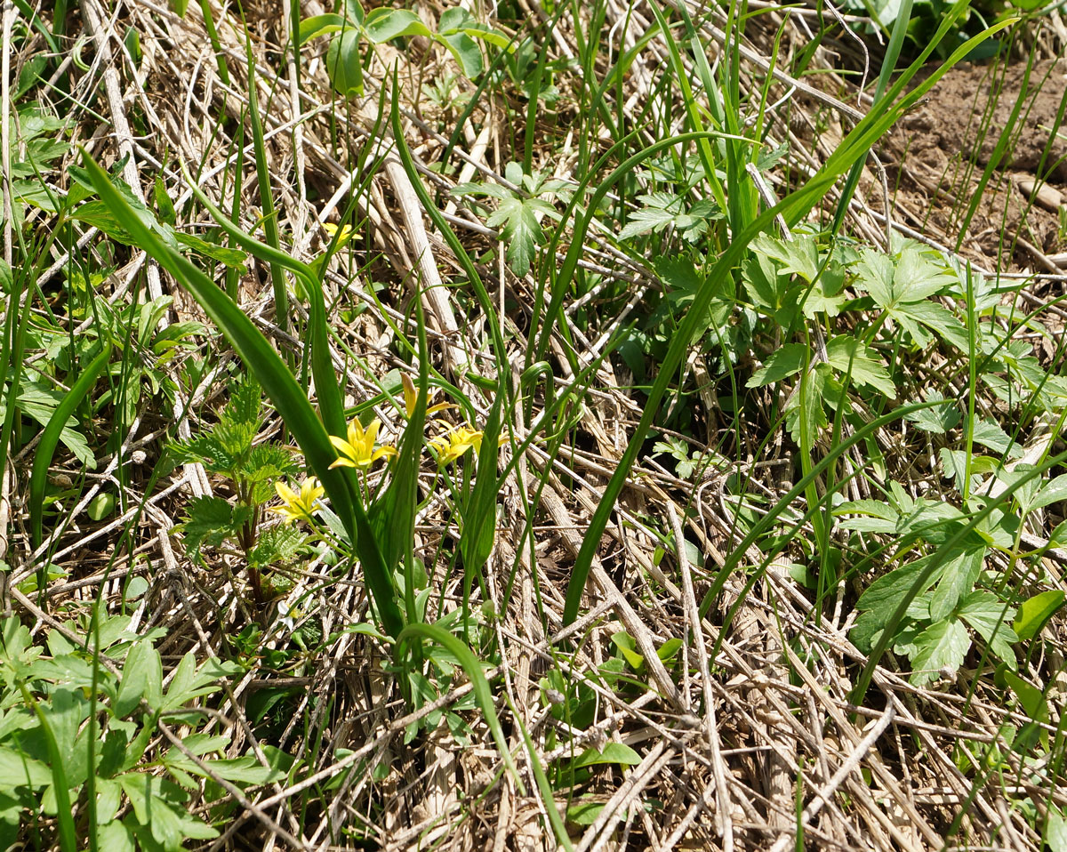 Image of genus Gagea specimen.