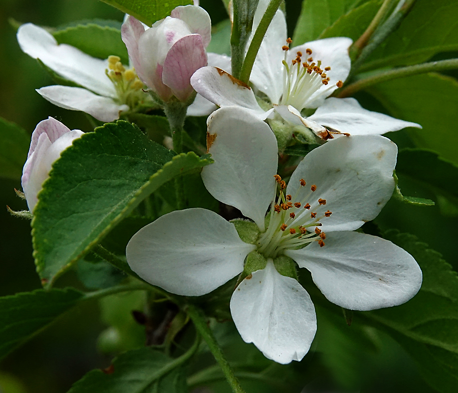 Изображение особи Malus domestica.