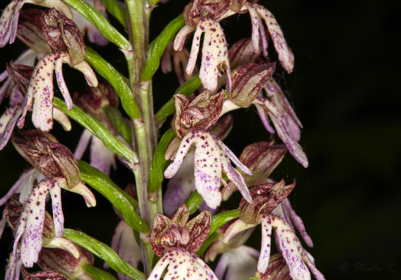 Image of Orchis purpurea specimen.