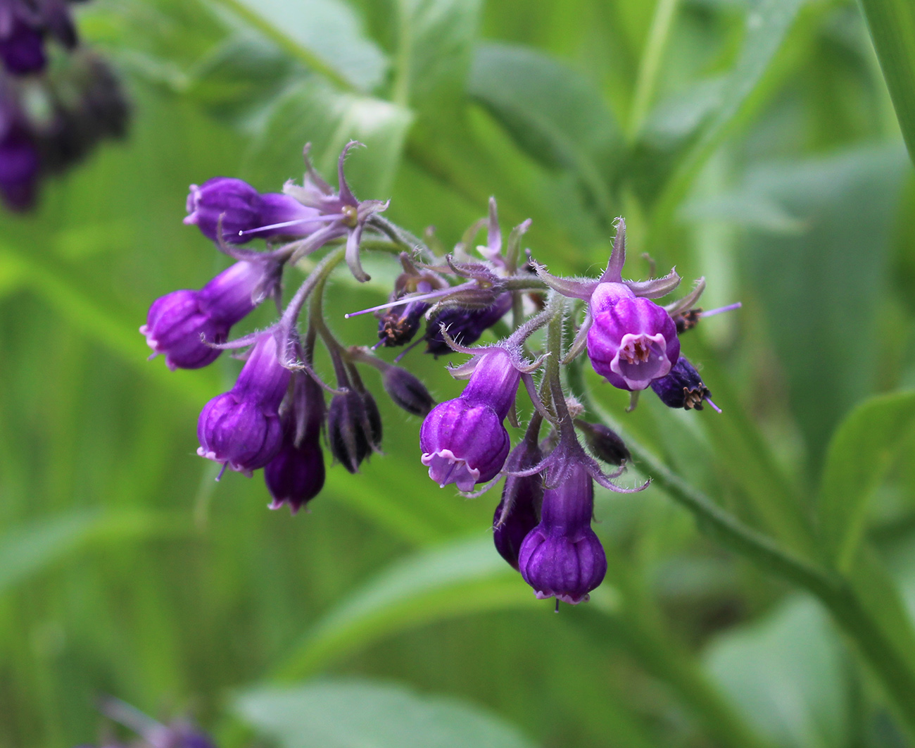 Изображение особи Symphytum officinale.