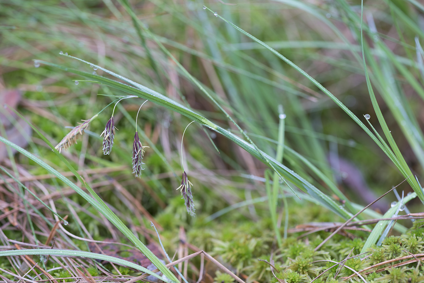 Image of Carex paupercula specimen.