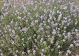 genus Thymus
