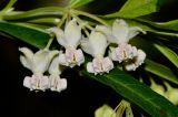 Gomphocarpus physocarpus