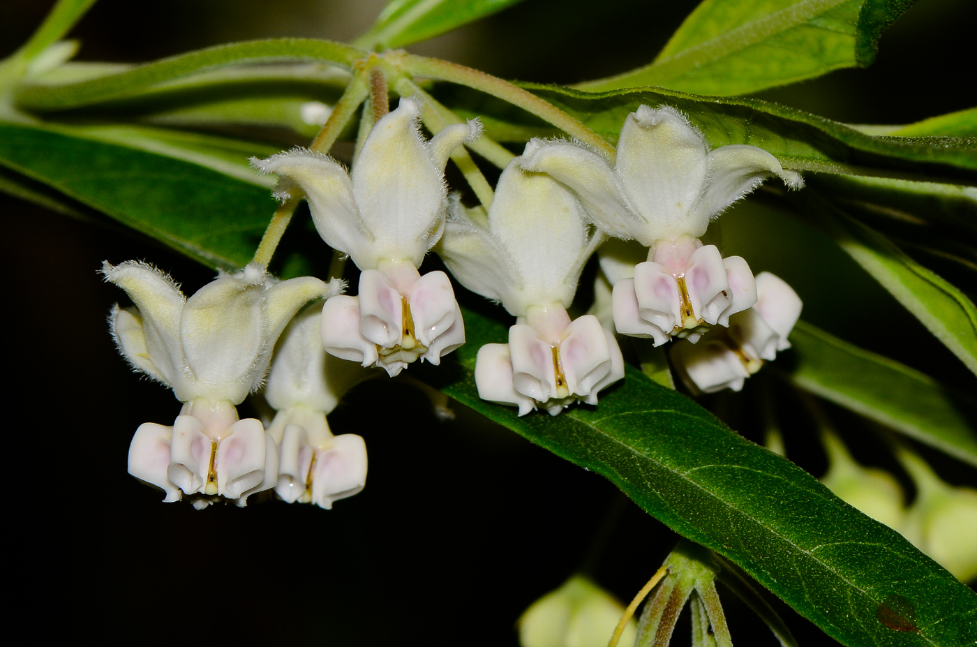 Изображение особи Gomphocarpus physocarpus.