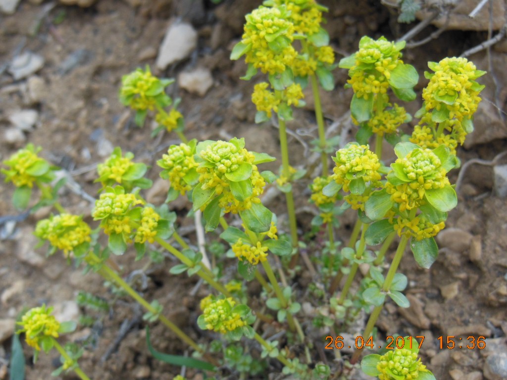 Image of Cruciata sevanensis specimen.