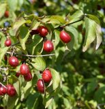 Cornus mas