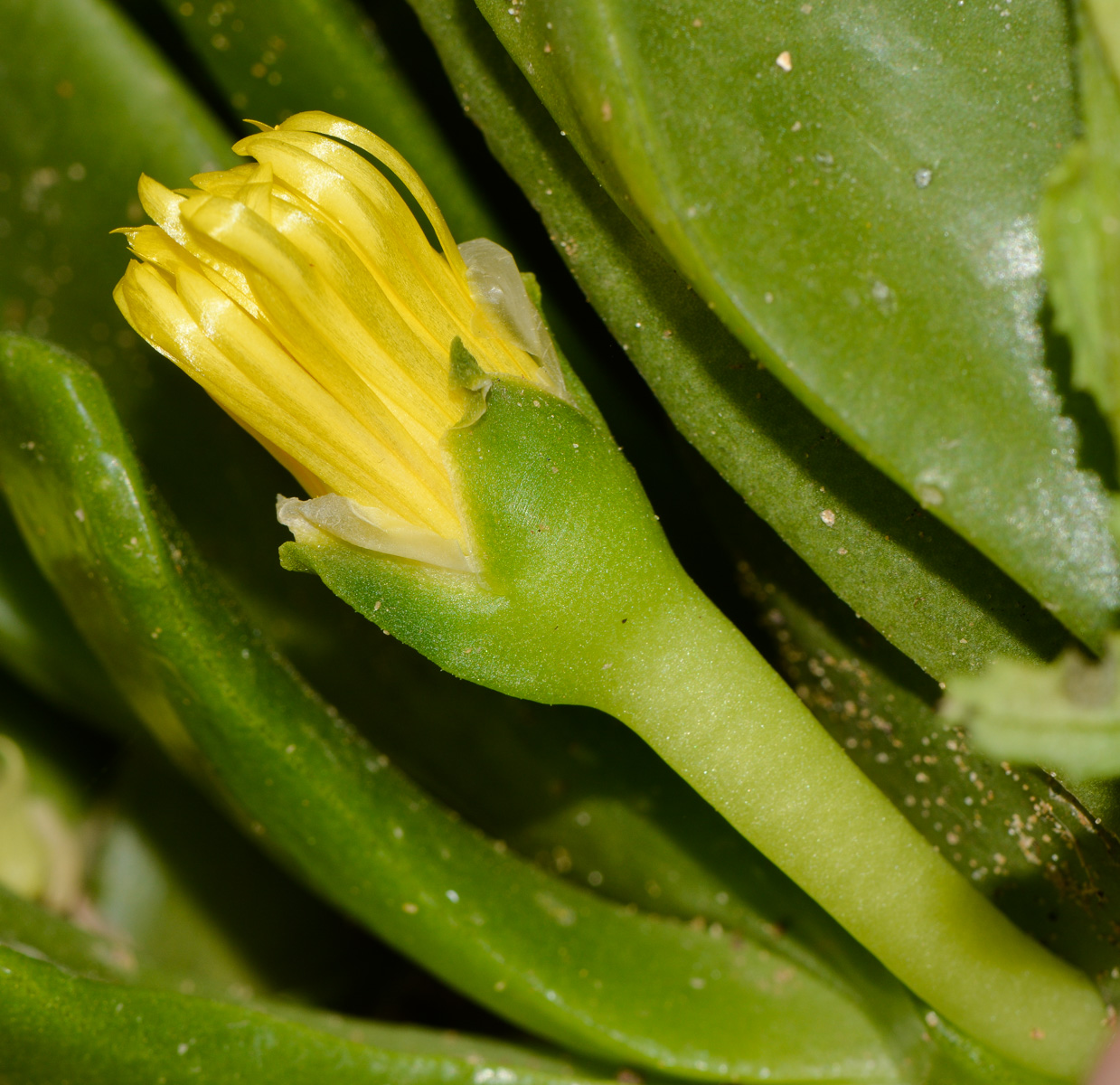 Image of Glottiphyllum linguiforme specimen.