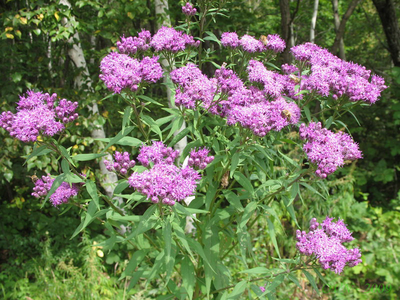 Изображение особи Saussurea pulchella.