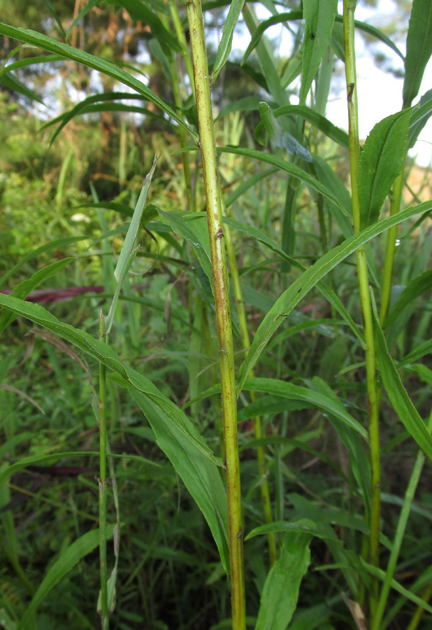 Image of Solidago canadensis specimen.