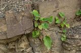 Verbascum nigrum