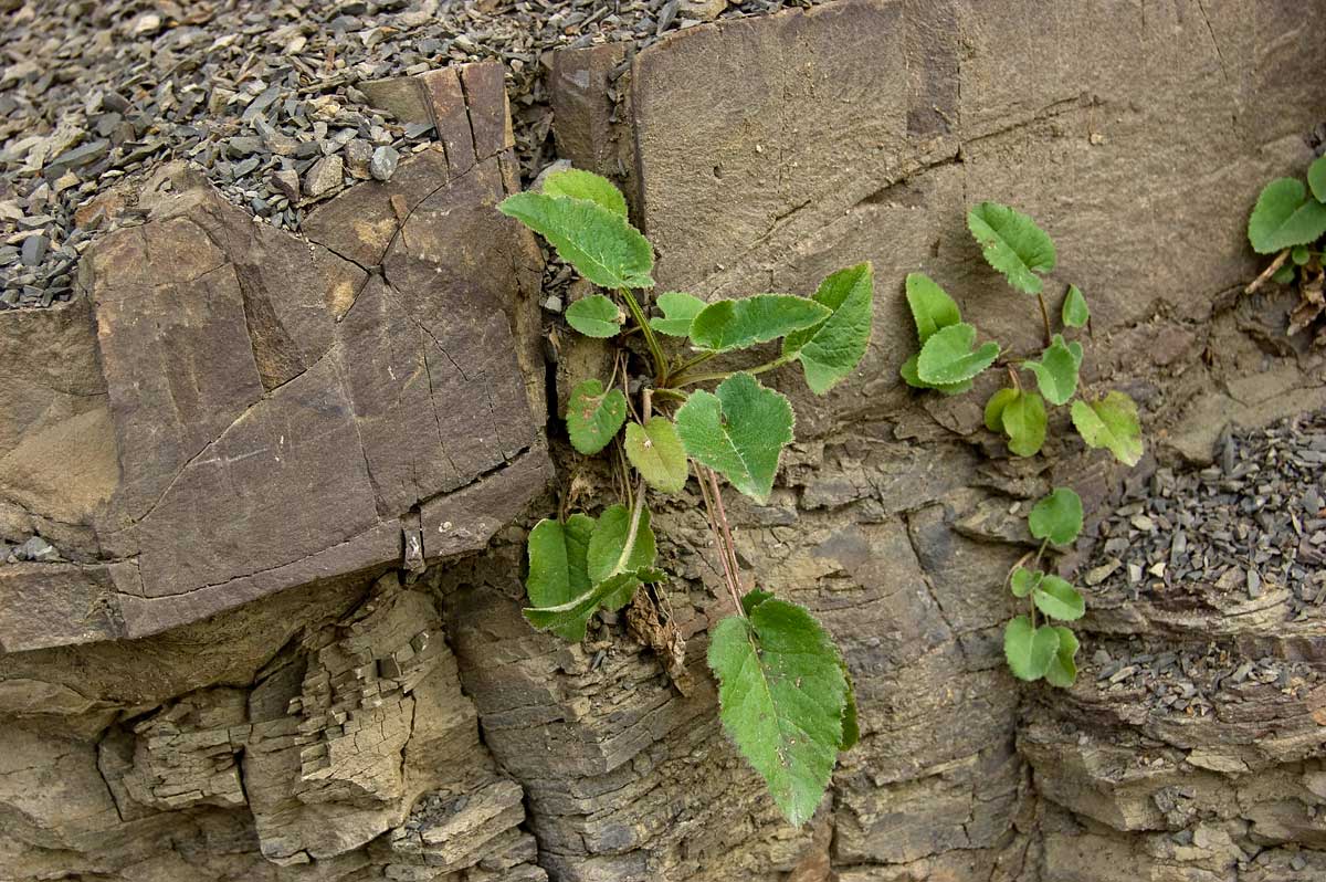 Image of Verbascum nigrum specimen.