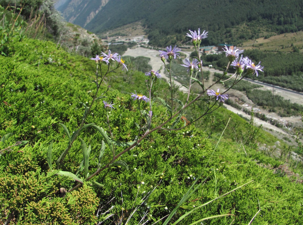 Image of Aster bessarabicus specimen.