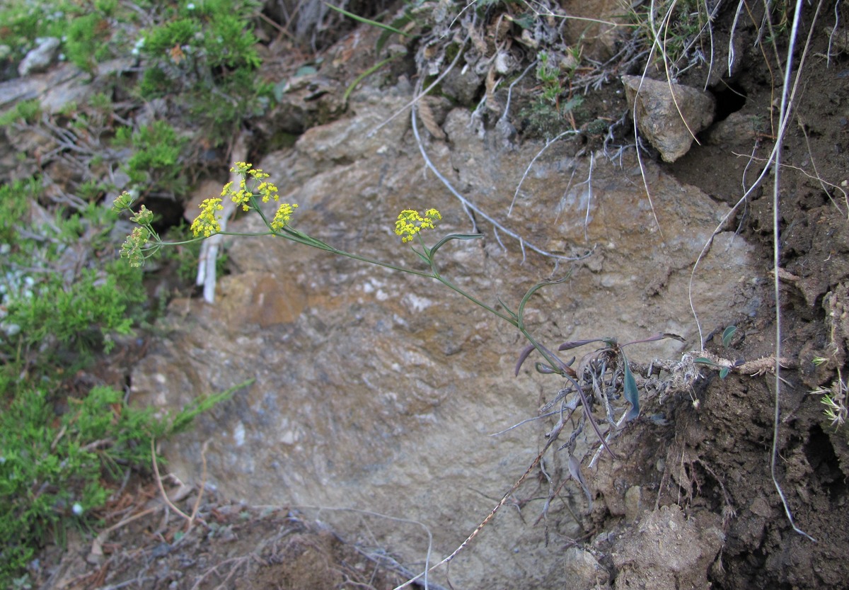 Image of Bupleurum polyphyllum specimen.