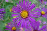 Symphyotrichum novae-angliae