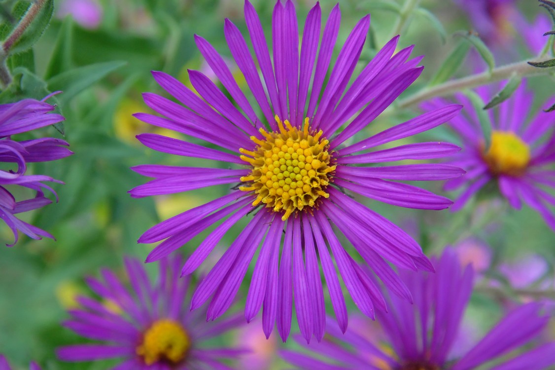 Image of Symphyotrichum novae-angliae specimen.
