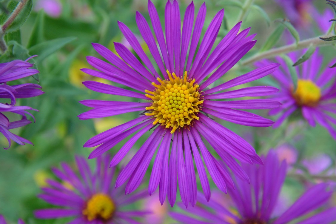 Изображение особи Symphyotrichum novae-angliae.