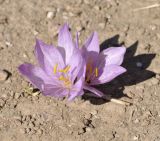 Colchicum chalcedonicum