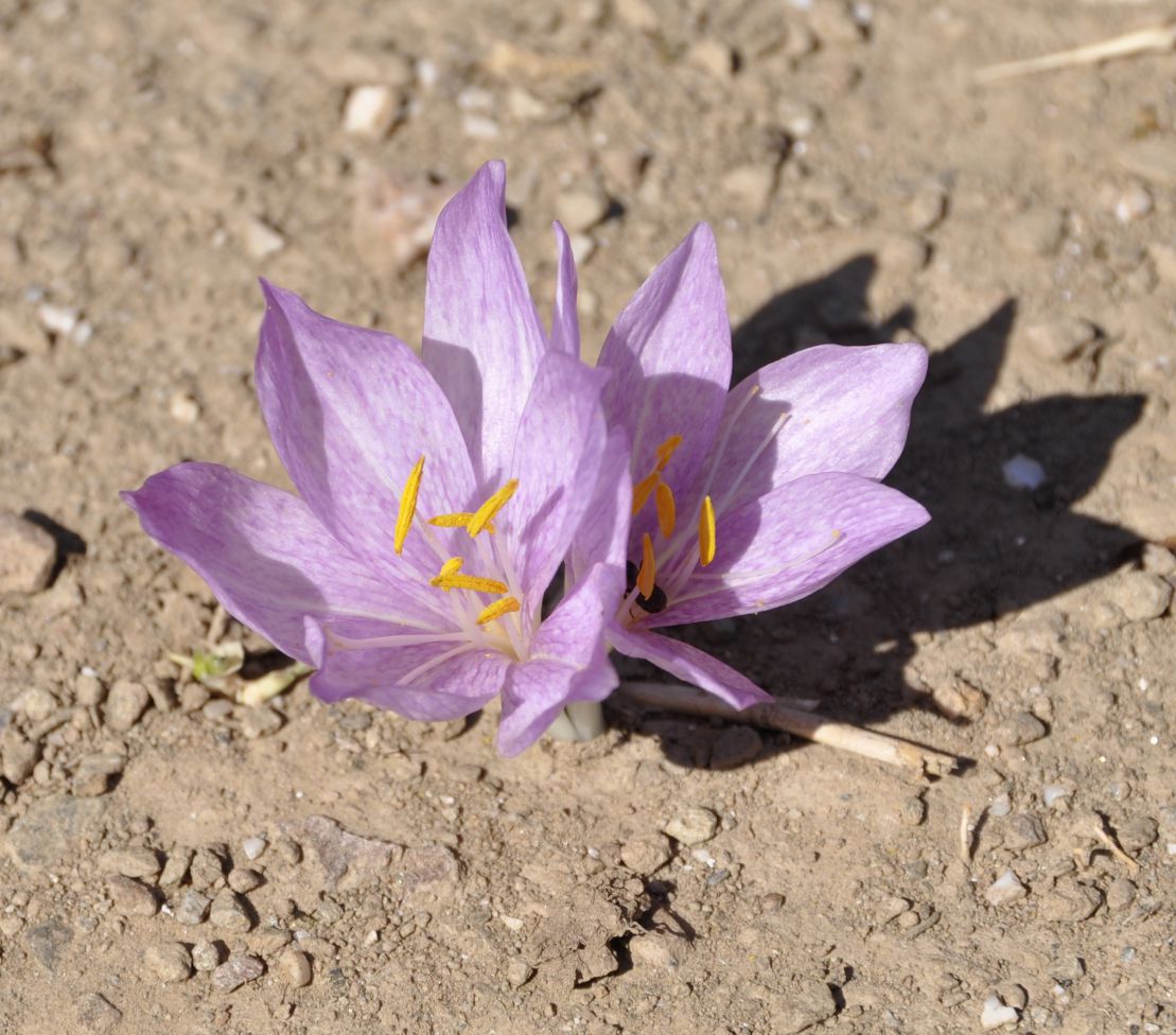 Изображение особи Colchicum chalcedonicum.