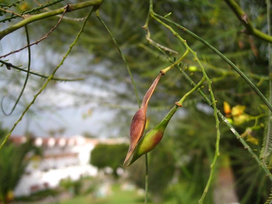 Image of Parkinsonia aculeata specimen.