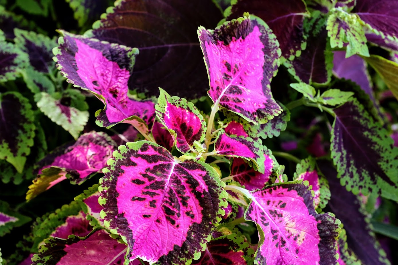 Image of Coleus scutellarioides specimen.