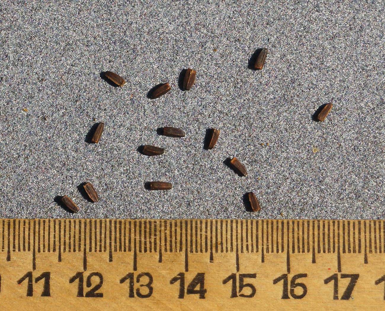 Image of Heliopsis helianthoides ssp. scabra specimen.