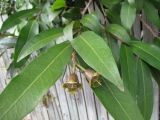 Syzygium jambos. Верхушка побега с завязавшимися плодами. Австралия, г. Брисбен, частная застройка, в культуре. 10.10.2015.