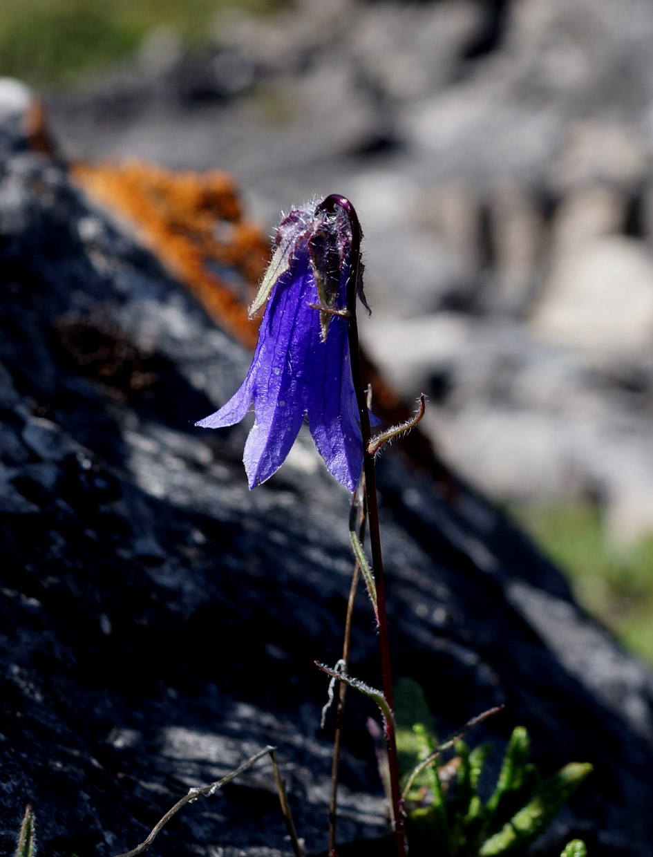 Изображение особи Campanula dasyantha.