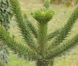 Araucaria araucana