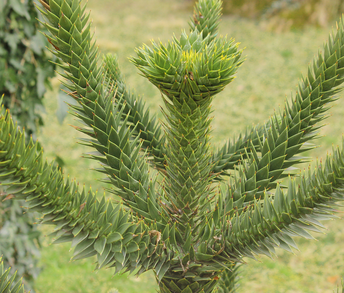 Image of Araucaria araucana specimen.