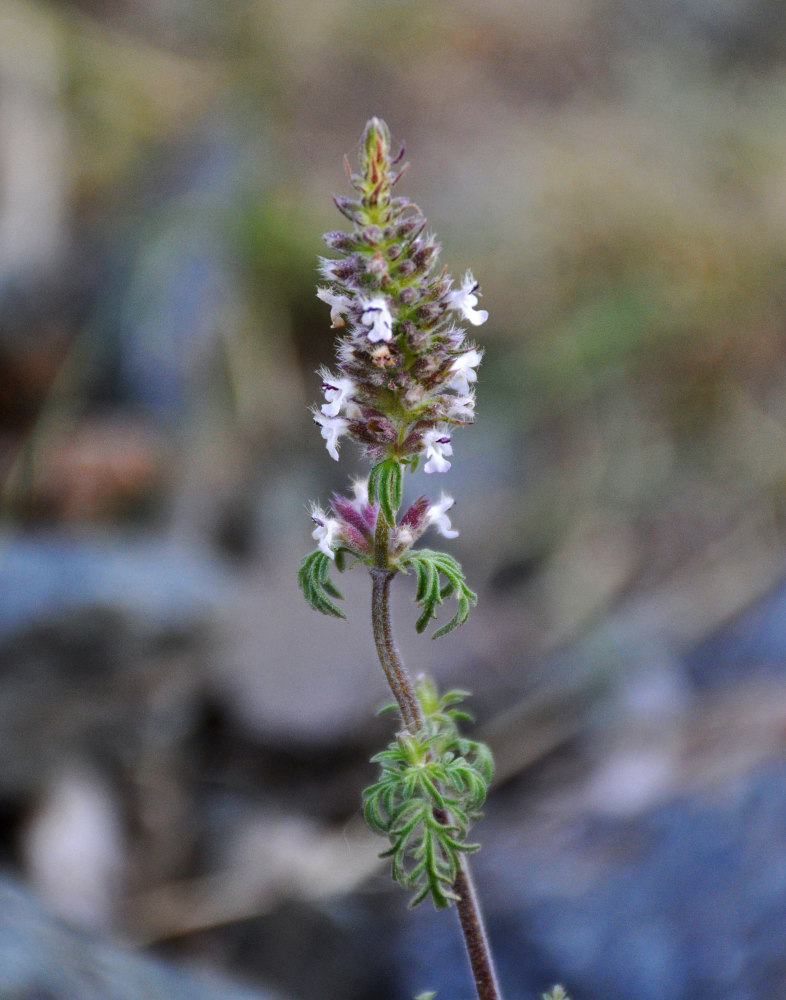 Image of Schizonepeta annua specimen.