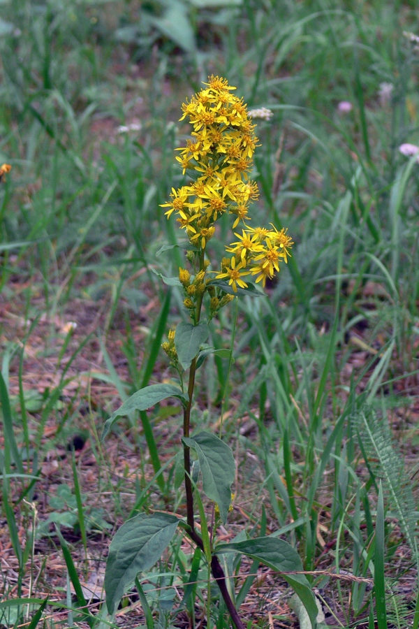 Image of Solidago virgaurea specimen.