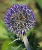 Echinops ruthenicus. Соцветие. Пермский край, Кунгурский р-н, окр. с. Филипповка, северная часть Кунгурской лесостепи, гора Ледяная, южный склон. 16.07.2017.