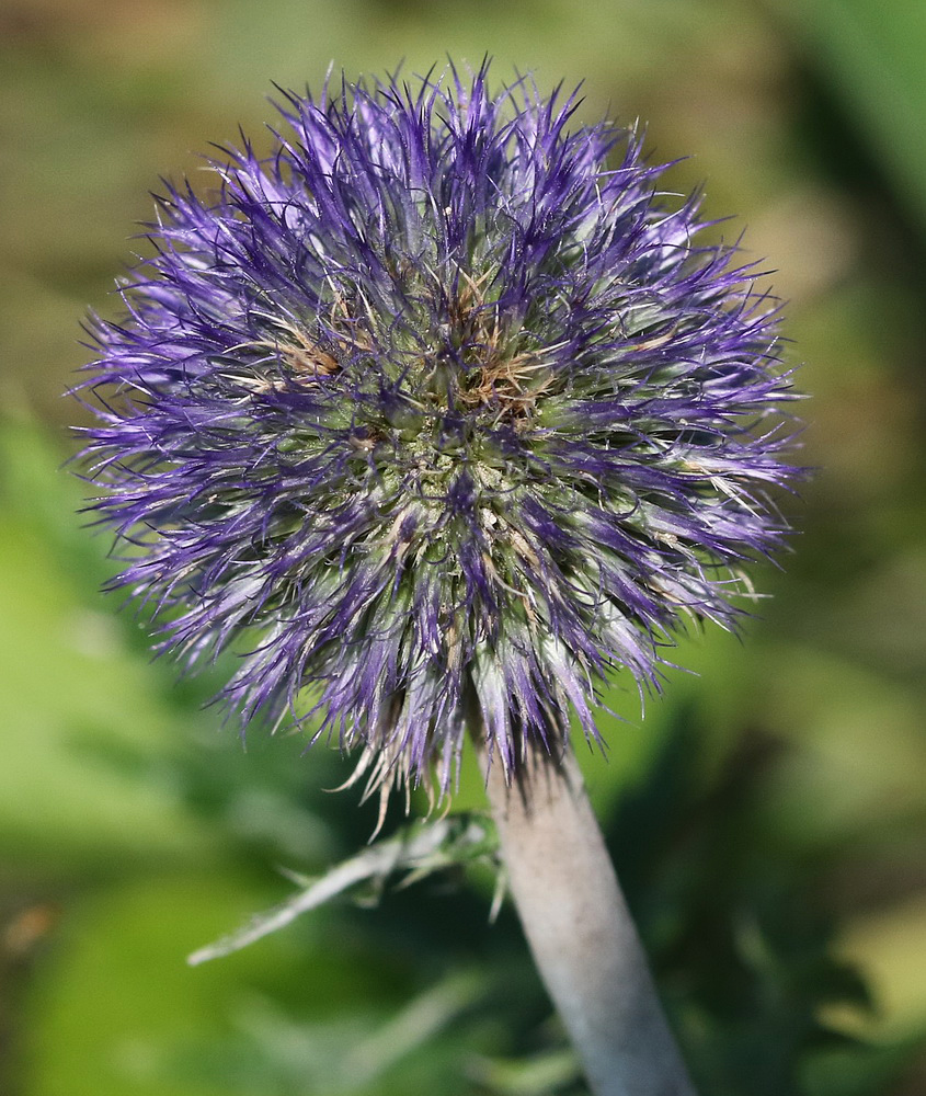 Изображение особи Echinops crispus.