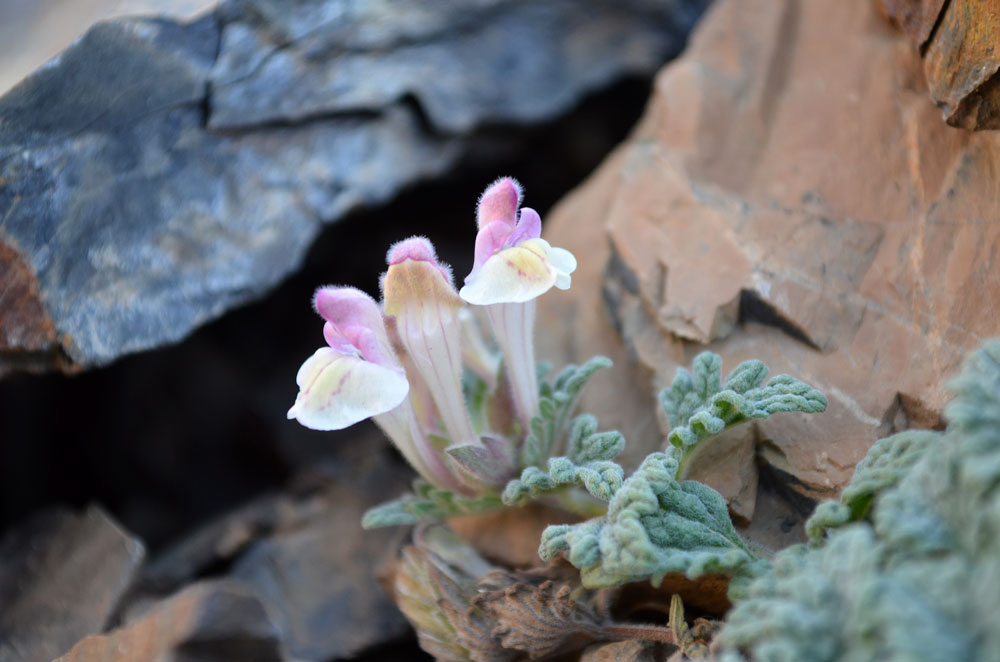 Изображение особи Scutellaria talassica.