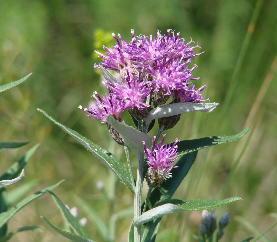 Изображение особи Saussurea salicifolia.