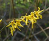 genus Forsythia