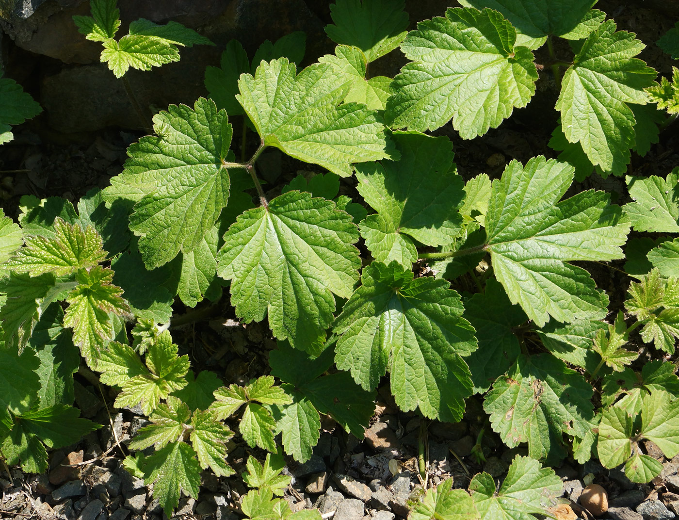Image of Anemone hupehensis specimen.