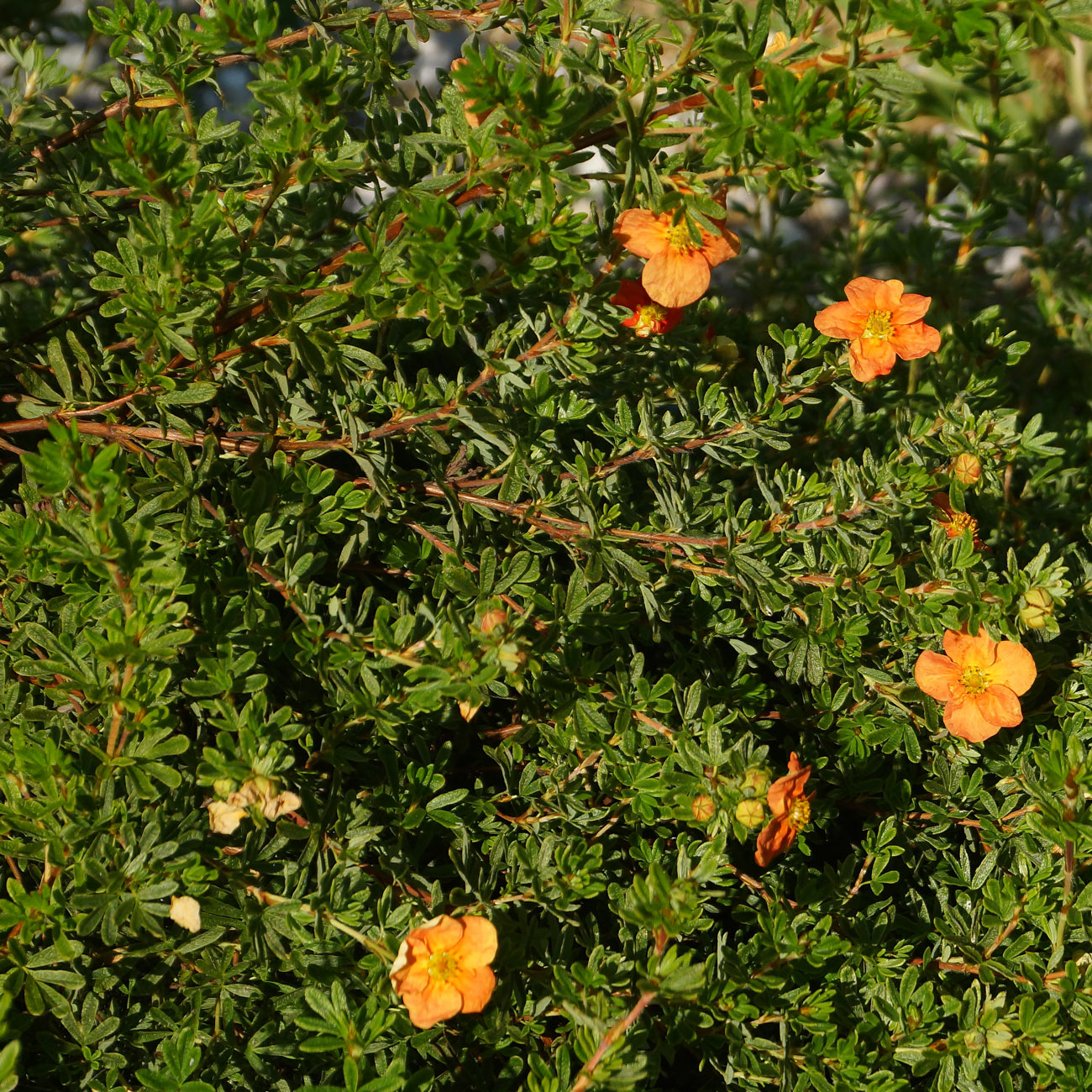 Image of Dasiphora fruticosa specimen.