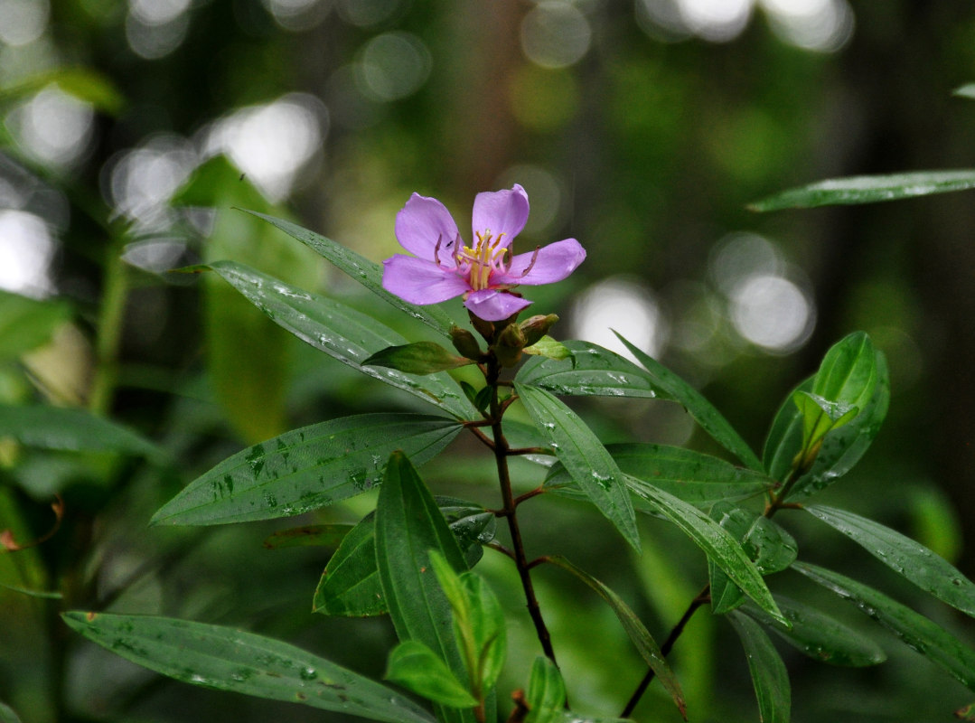 Image of Melastoma malabathricum specimen.