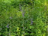 Campanula rapunculoides. Цветущие растения. Московская обл., Раменский р-н, пос. Ильинский, во дворе многоэтажного дома. 15.07.2017.