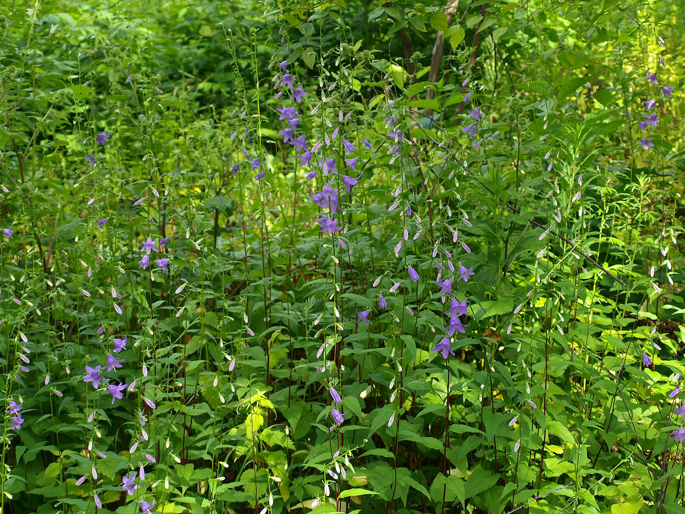 Image of Campanula rapunculoides specimen.