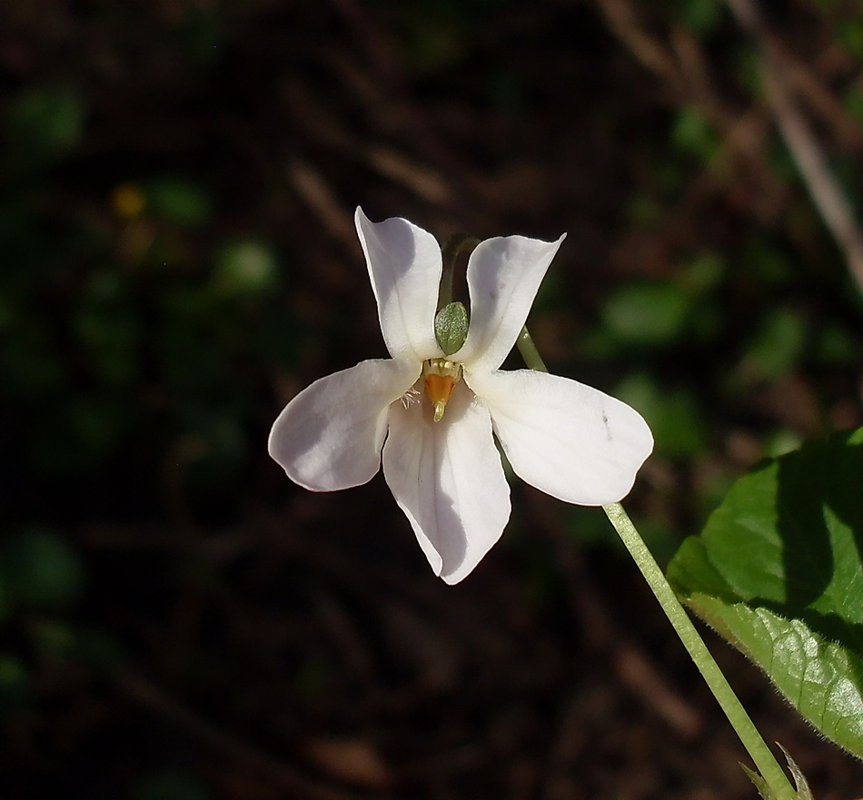 Image of Viola suavis specimen.