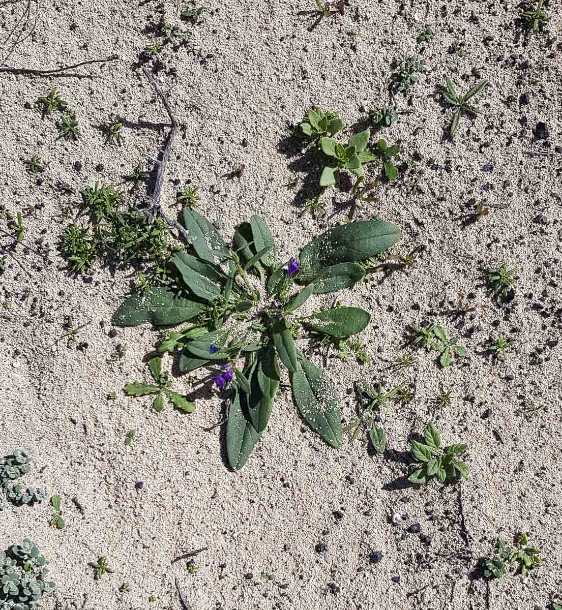 Изображение особи Echium bonnetii.