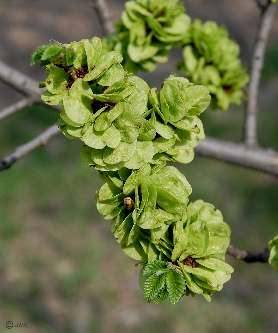 Изображение особи Ulmus pumila.