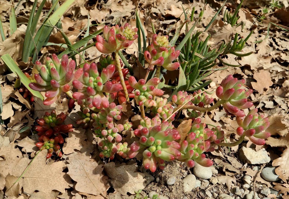 Изображение особи Sedum rubrotinctum.