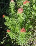 Rhodiola linearifolia